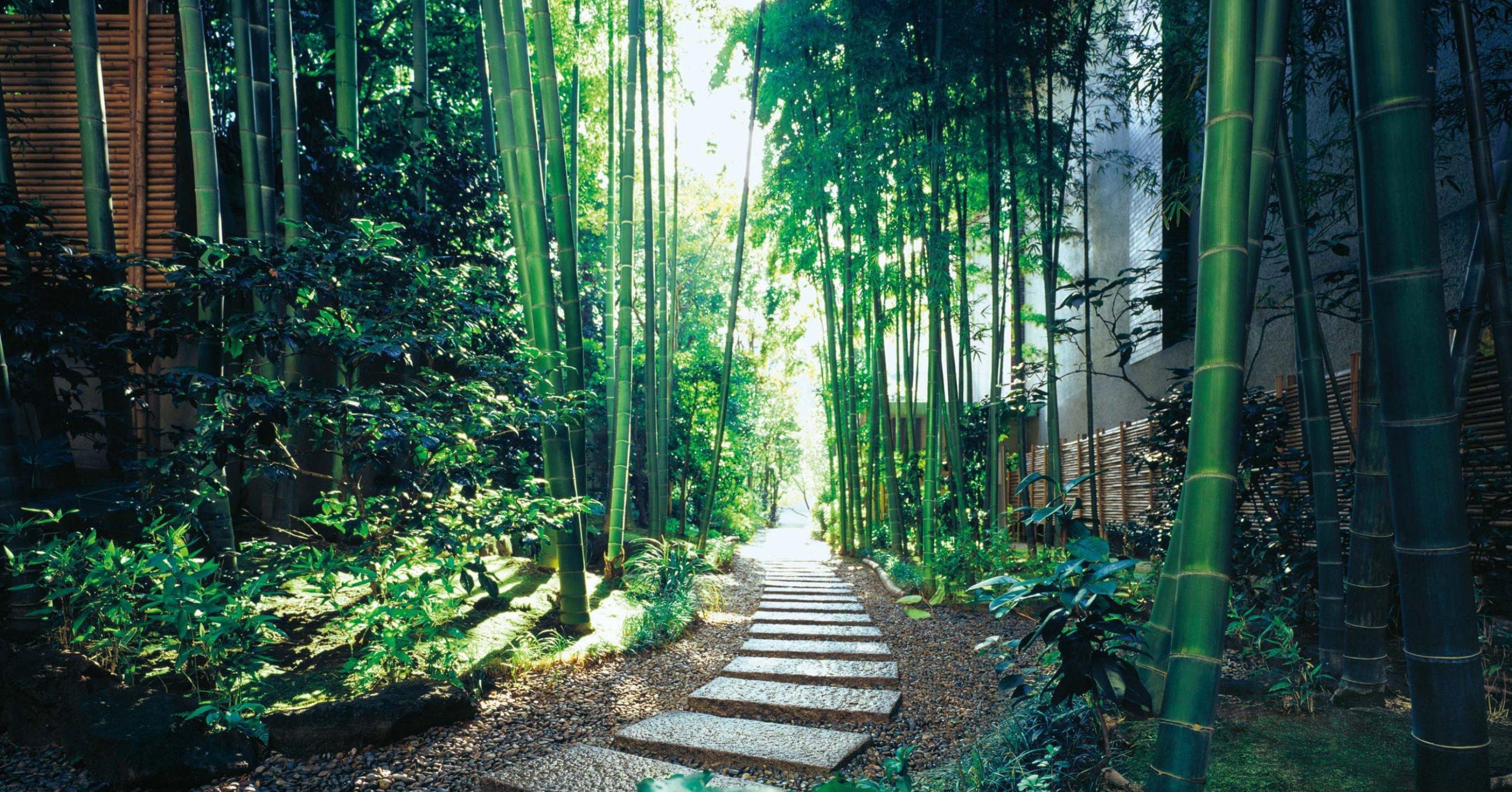 The Okura Tokyo Ξενοδοχείο Εξωτερικό φωτογραφία Bamboo forest in Arashiyama, Kyoto, Japan